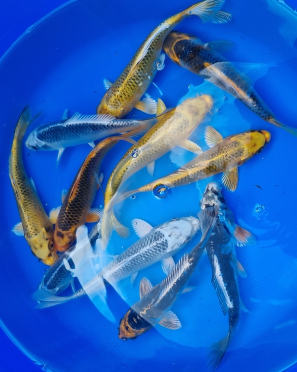 Buy Ghost Koi Online - The Carp Co